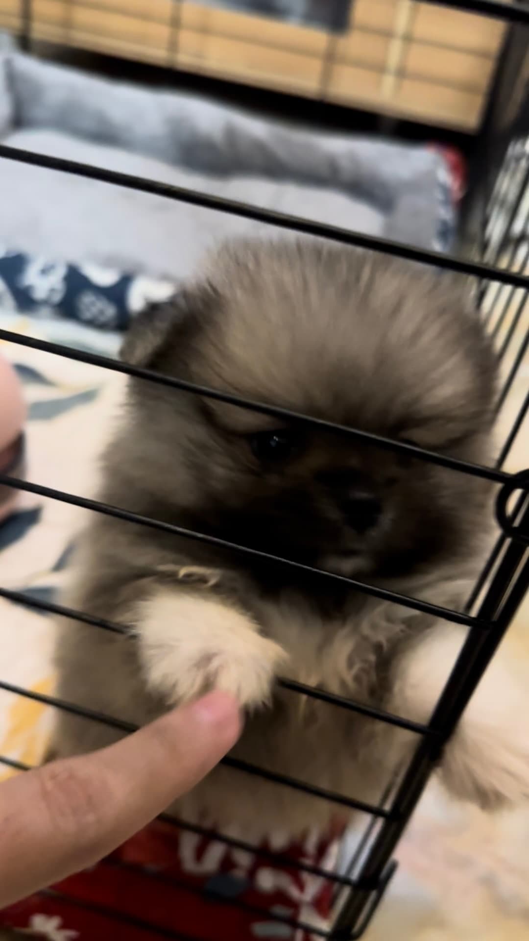 the new puppy