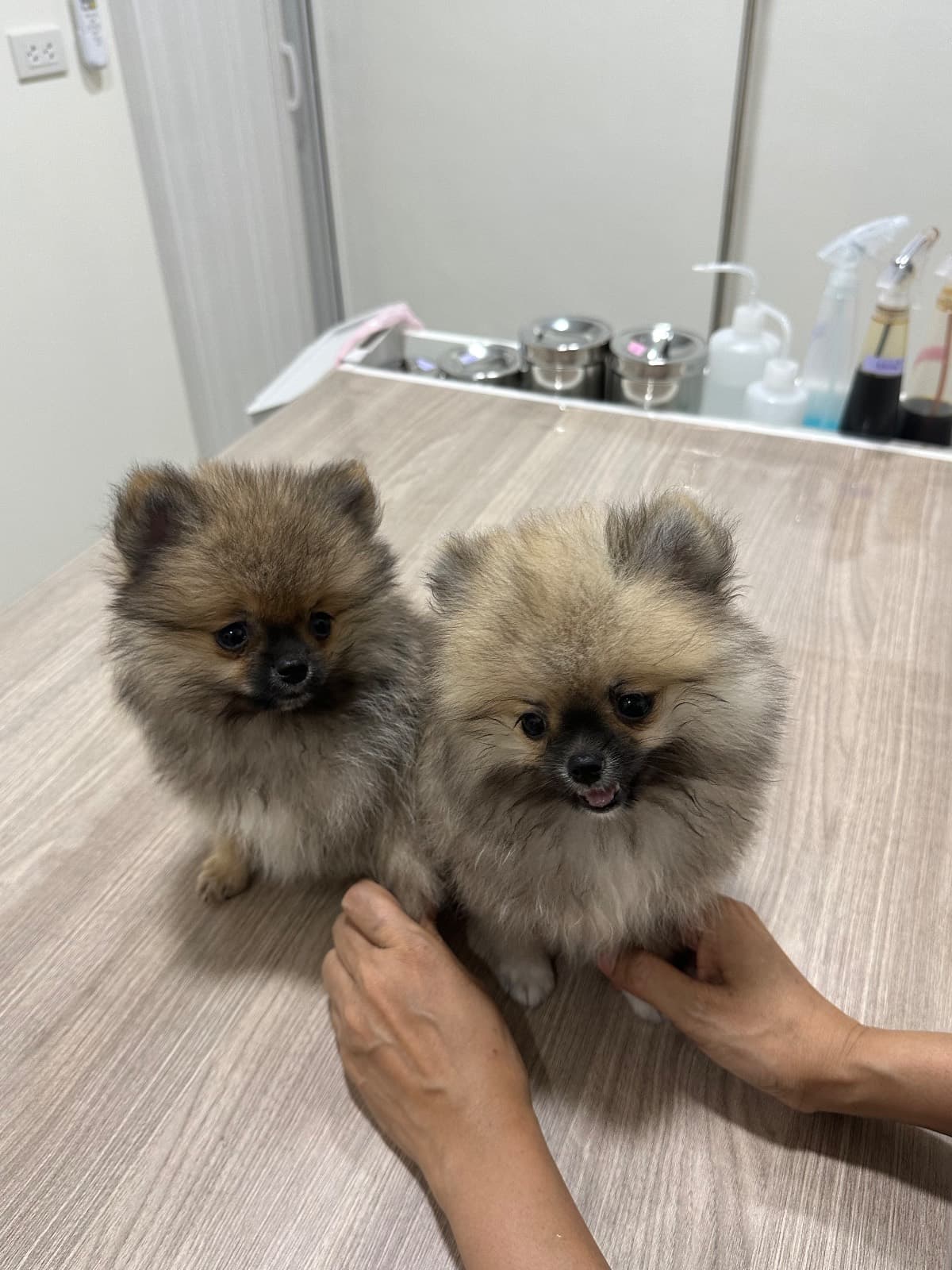 Namcha and Cocoa at the vet